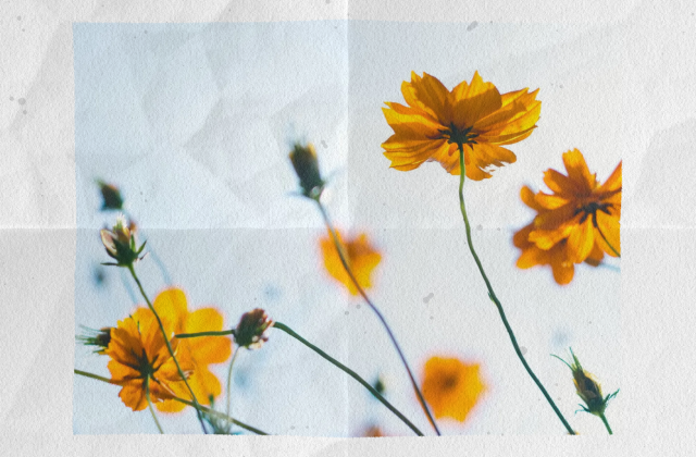 paper texture 정적 미리보기