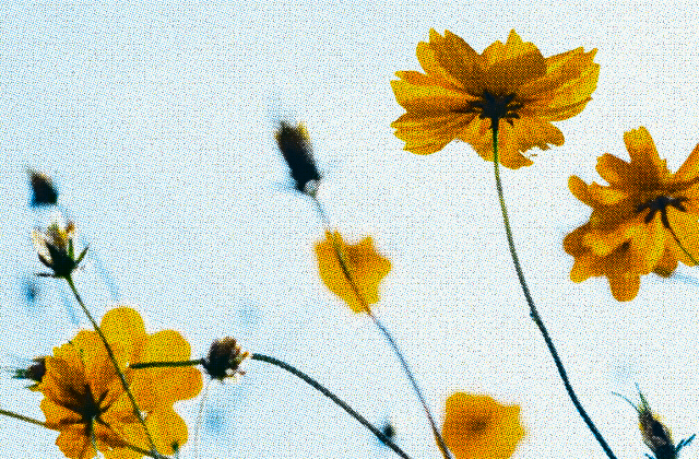 halftone cmyk 정적 미리보기